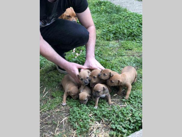 štenci pit bulla od odličnih roditelja besplatni mali oglasi