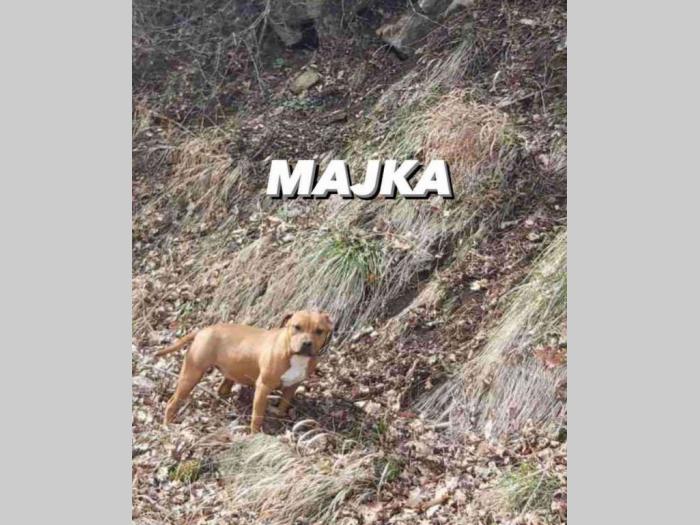 štenci pit bulla od odličnih roditelja besplatni mali oglasi