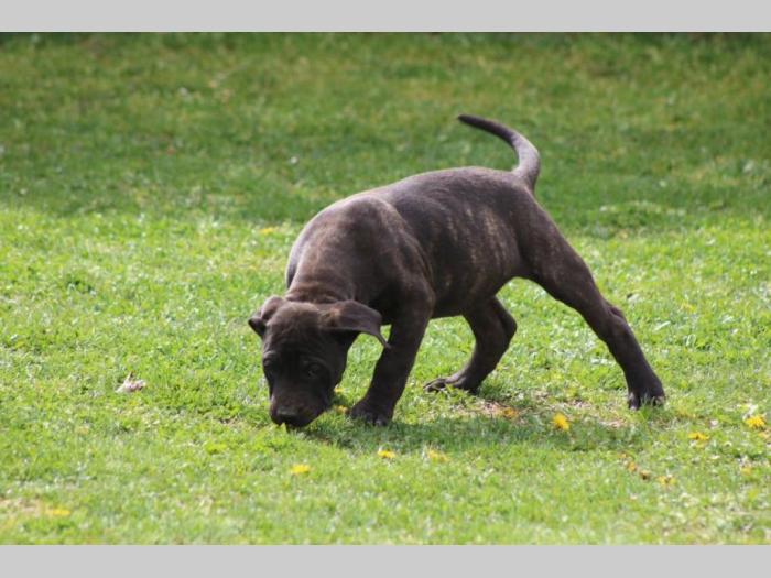 presa canario štenci besplatni mali oglasi