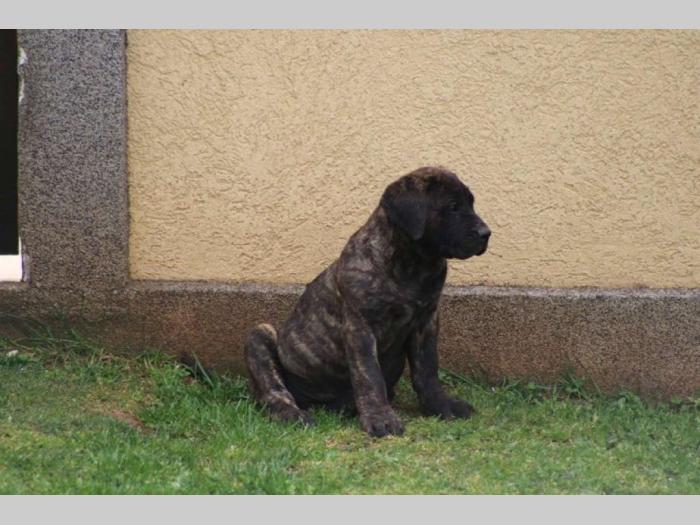 presa canario štenci besplatni mali oglasi