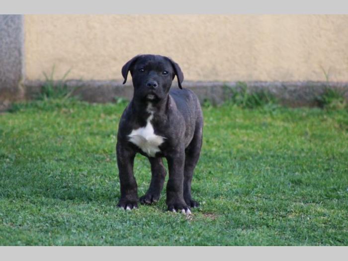 presa canario štenci besplatni mali oglasi