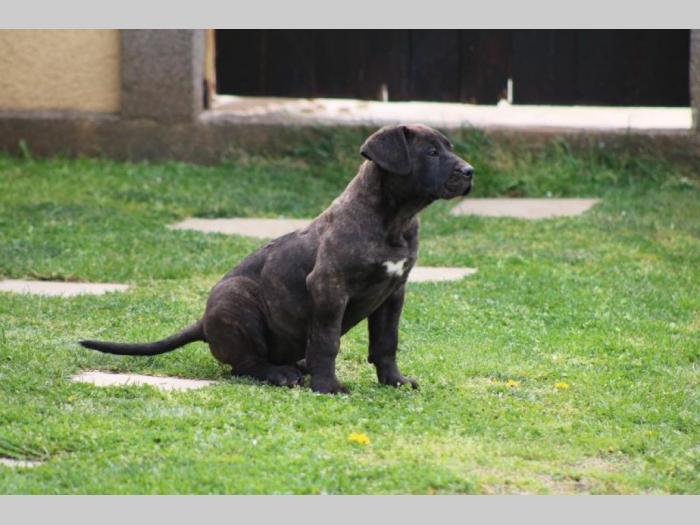 presa canario štenci besplatni mali oglasi