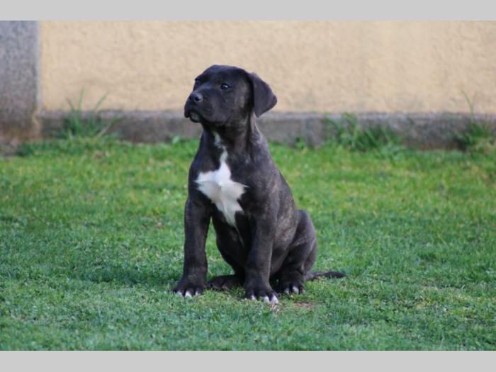presa canario štenci besplatni mali oglasi