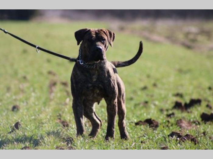 presa canario štenci besplatni mali oglasi
