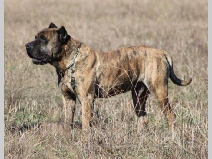 presa canario štenci besplatni mali oglasi