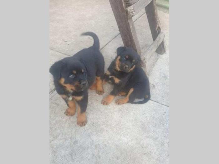 rottweiler muško štene besplatni mali oglasi