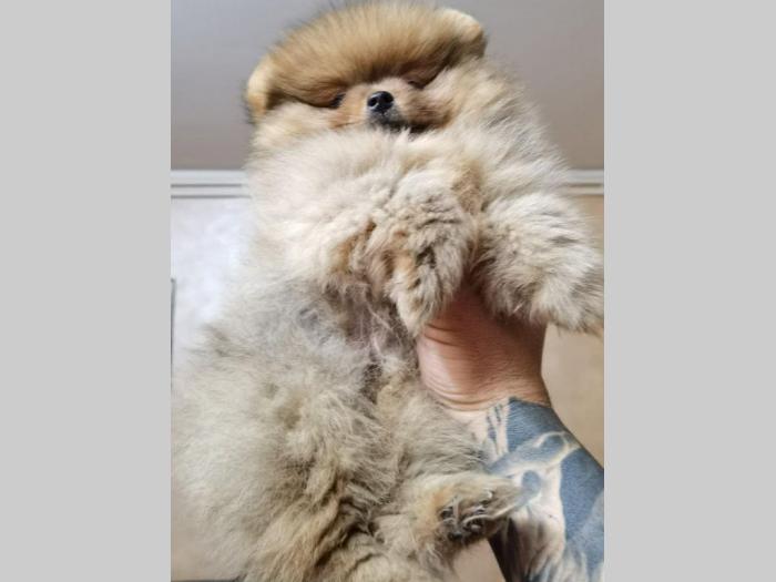 pomeranac boo štenci na prodaju besplatni mali oglasi