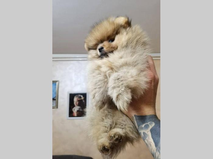pomeranac boo štenci na prodaju besplatni mali oglasi