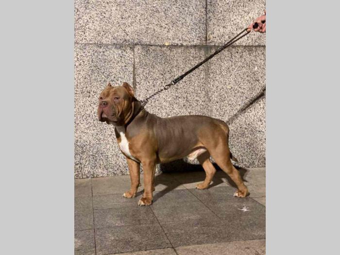 american bully lilac besplatni mali oglasi