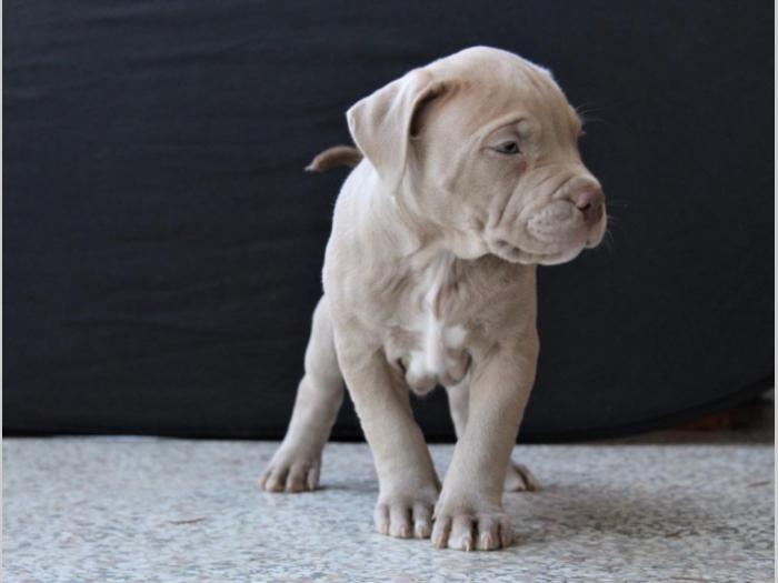 american bully lilac besplatni mali oglasi