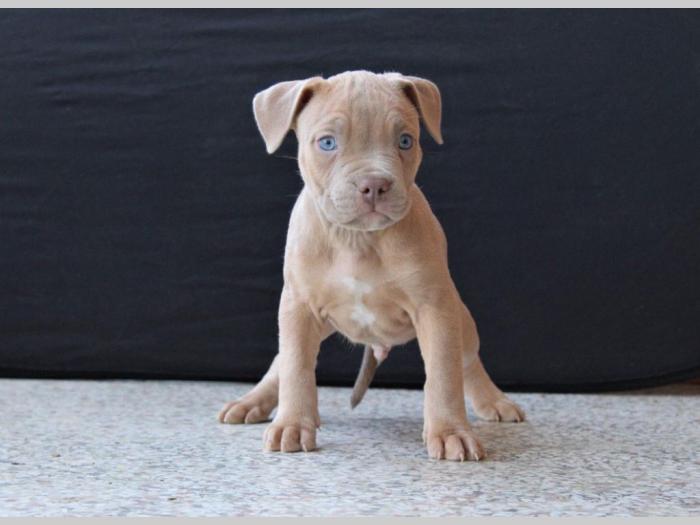 american bully lilac besplatni mali oglasi