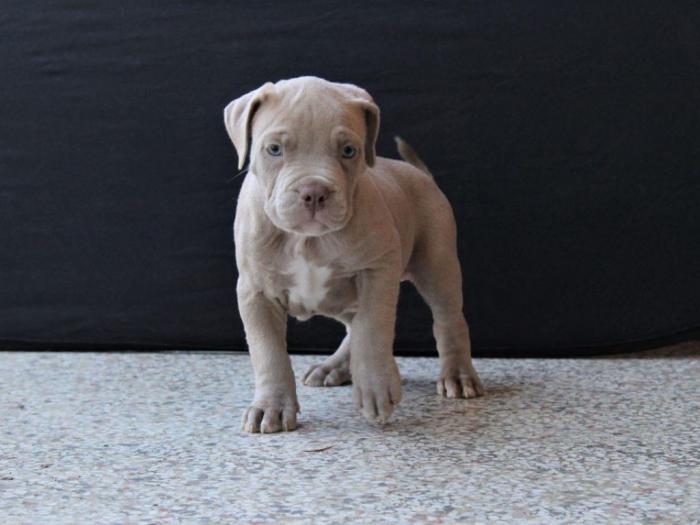 american bully lilac besplatni mali oglasi