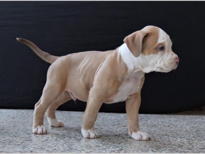 american bully lilac besplatni mali oglasi