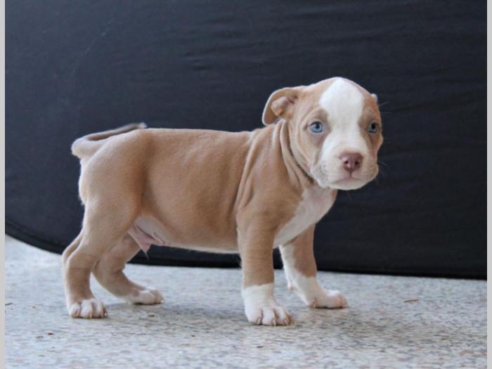 american bully lilac besplatni mali oglasi