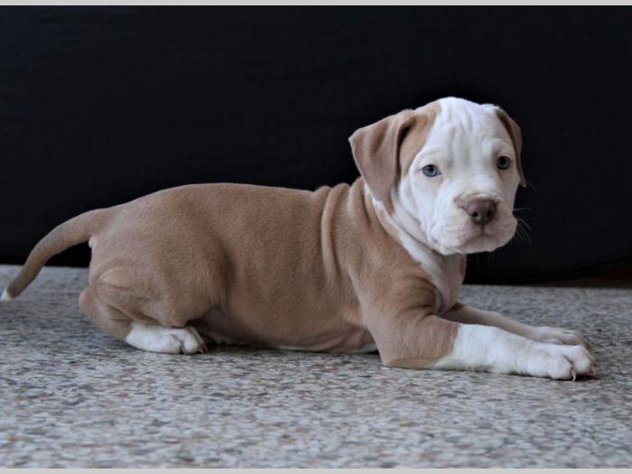 american bully lilac besplatni mali oglasi