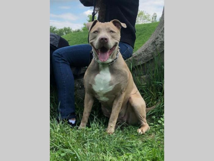 american bully lilac besplatni mali oglasi