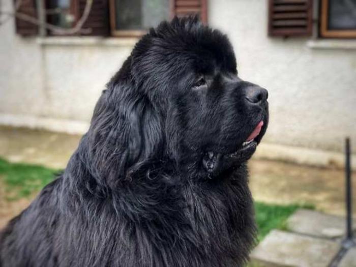 mužjak newfoundland spreman za parenje besplatni mali oglasi