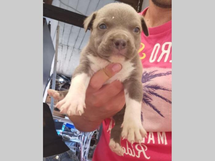 pit bul štenci na prodaju besplatni mali oglasi