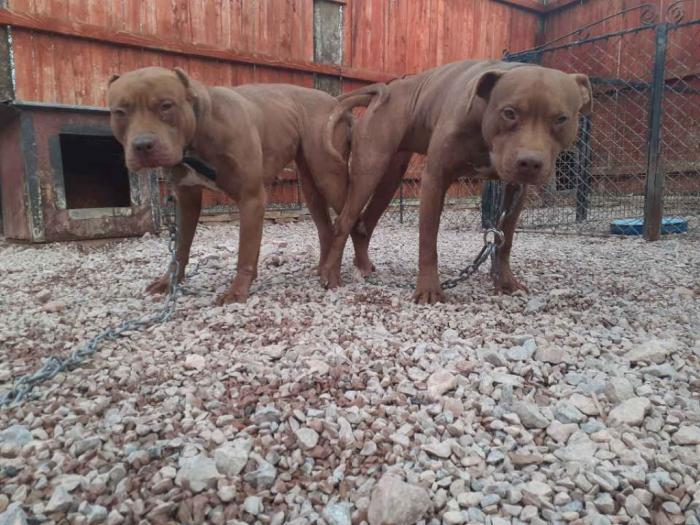 pit bul štenci na prodaju besplatni mali oglasi