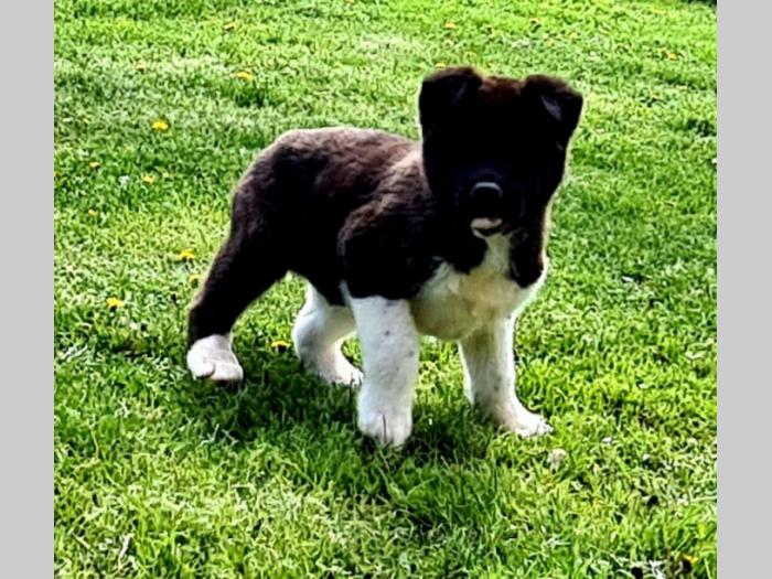 američka akita štenci besplatni mali oglasi