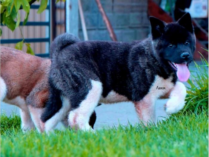 američka akita štenci besplatni mali oglasi