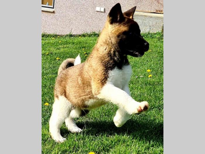 američka akita štenci besplatni mali oglasi