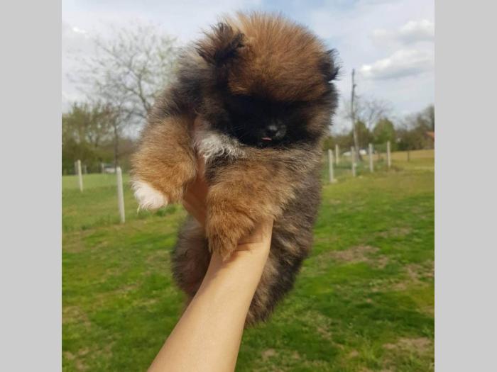 patuljasti pomeranac mužjak besplatni mali oglasi