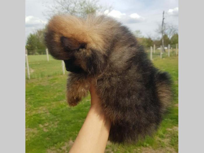 patuljasti pomeranac mužjak besplatni mali oglasi