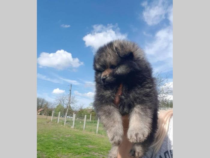 patuljasti pomeranac šzenci besplatni mali oglasi