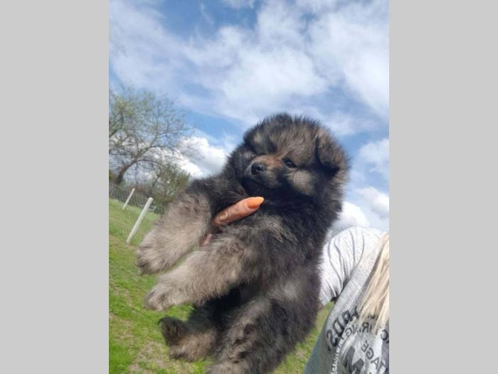 patuljasti pomeranac šzenci besplatni mali oglasi