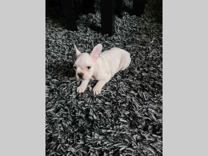 francuski buldog dve ženke na prodaju besplatni mali oglasi