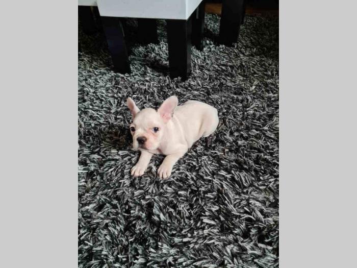 francuski buldog dve ženke na prodaju besplatni mali oglasi