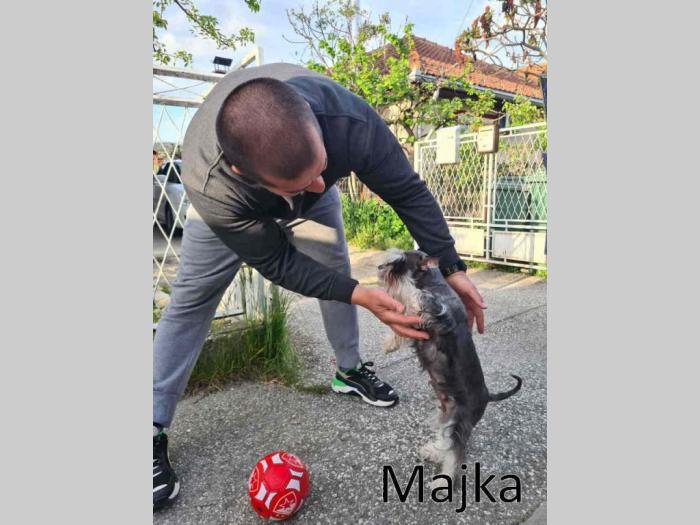 patuljasti šnauceri prelepi štenci besplatni mali oglasi