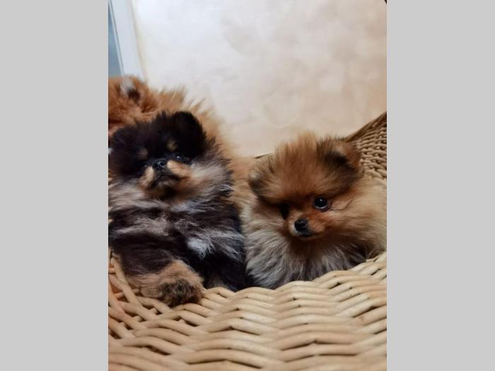 pomeranac boo štenci na prodaju besplatni mali oglasi