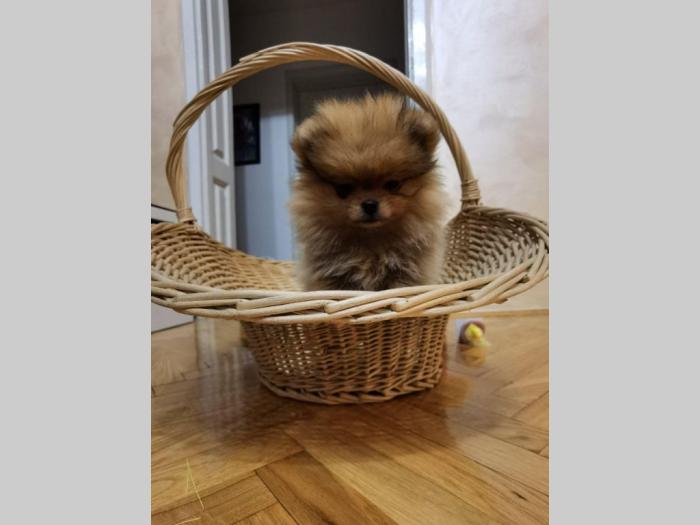 pomeranac boo štenci na prodaju besplatni mali oglasi