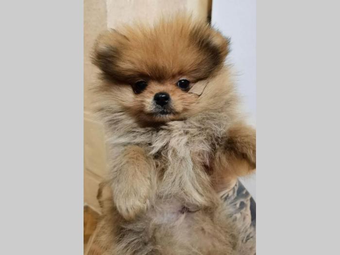 pomeranac boo štenci na prodaju besplatni mali oglasi