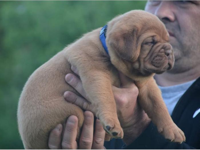 štenci bodroške doge na prodaju besplatni mali oglasi