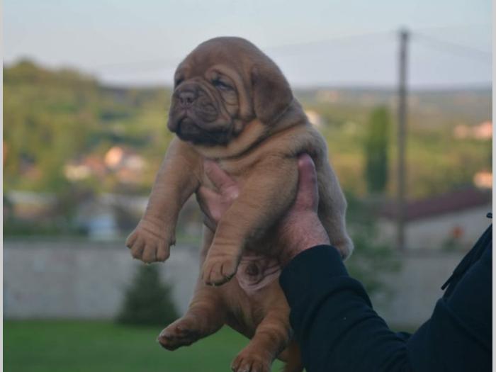 štenci bodroške doge na prodaju besplatni mali oglasi