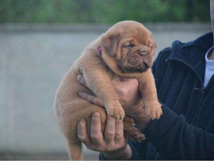 štenci bodroške doge na prodaju besplatni mali oglasi