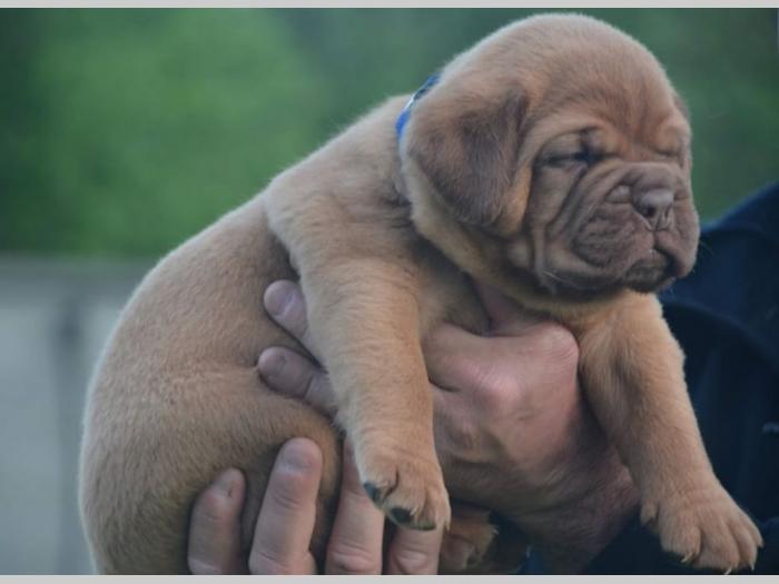 štenci bodroške doge na prodaju besplatni mali oglasi