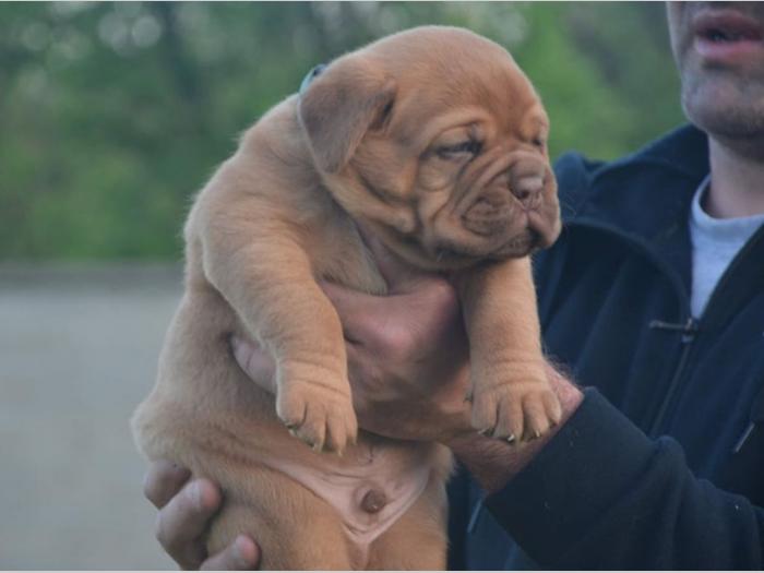 štenci bodroške doge na prodaju besplatni mali oglasi