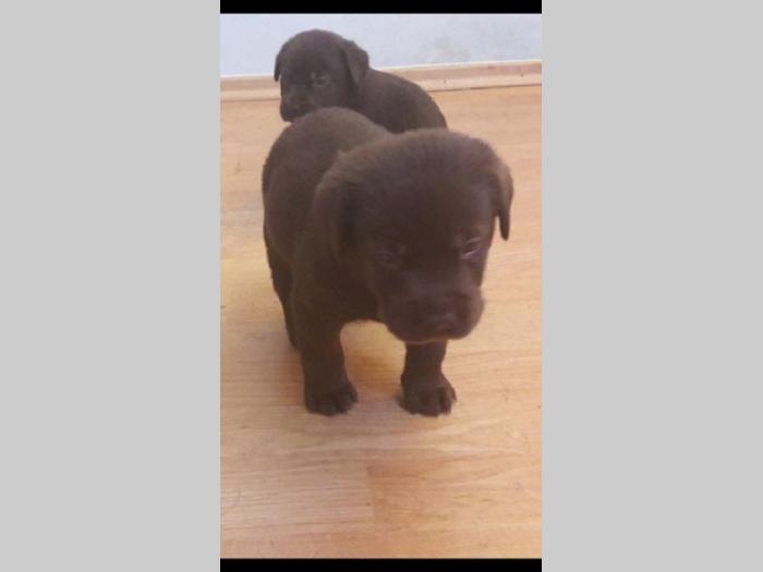 štenc braon labradora besplatni mali oglasi