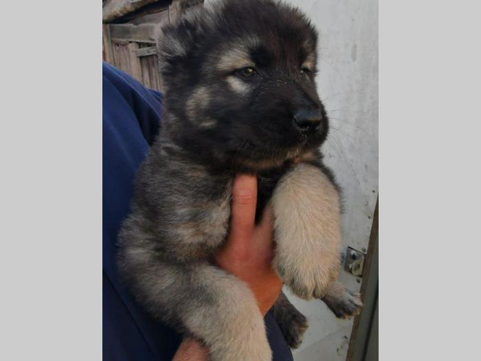 kavkaski ovčar besplatni mali oglasi
