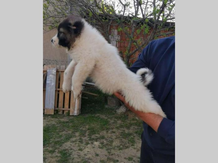 kavkaski ovčar besplatni mali oglasi