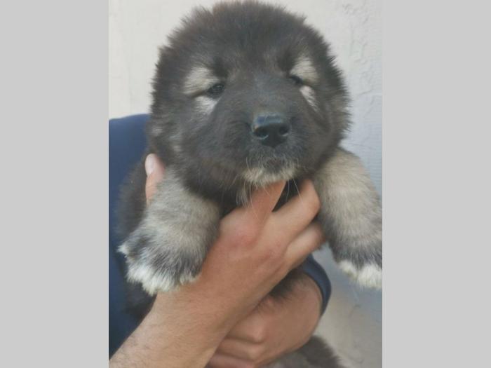 kavkaski ovčar besplatni mali oglasi