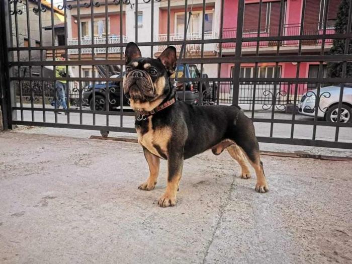 mlad mužjak francuskog buldoga besplatni mali oglasi