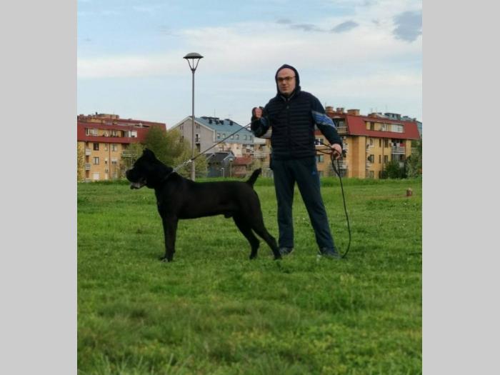 kane korso mužjak slobodan za parenje besplatni mali oglasi