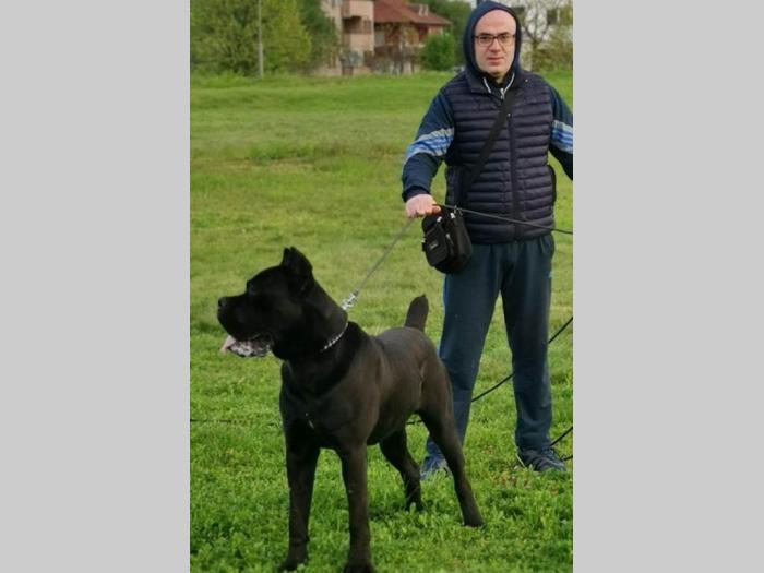 kane korso mužjak slobodan za parenje besplatni mali oglasi