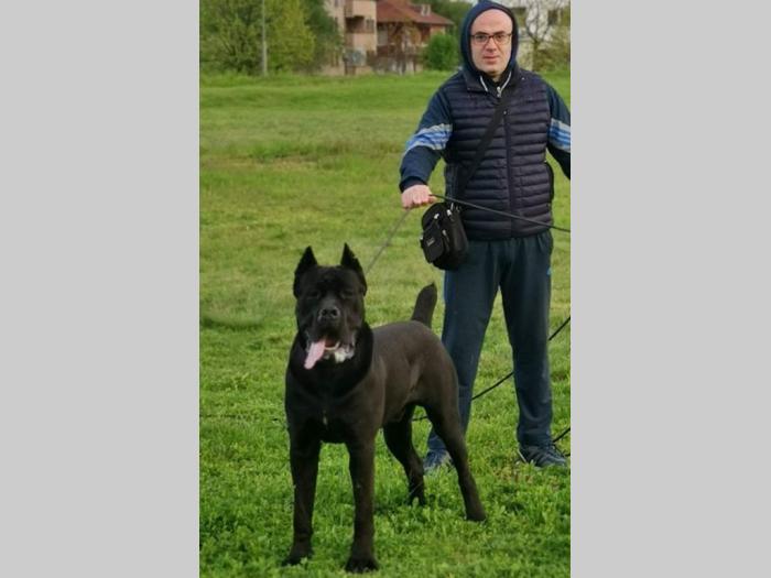 kane korso mužjak slobodan za parenje besplatni mali oglasi