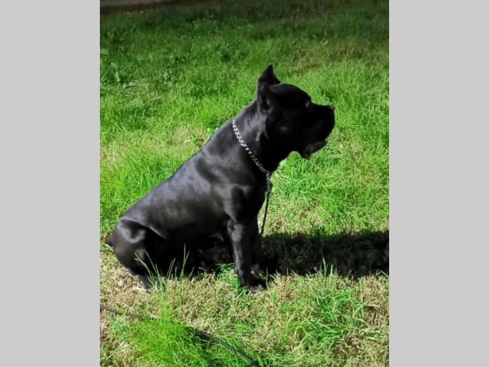 kane korso mužjak slobodan za parenje besplatni mali oglasi